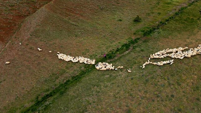 Sheep gathered on dry earth