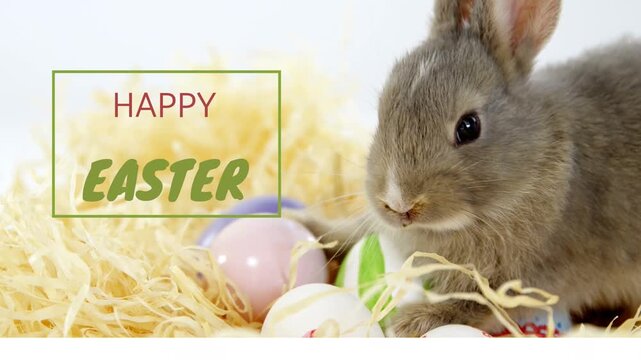 Small grey rabbit sniffing, chewing, nudging eggs after EASTER overlay appearing for marketing