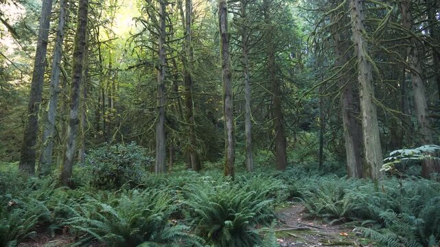 Lush temperate rainforest and misty nature near Vancouver, British Columbia, Canada. Road trip in Canada. 4k footage