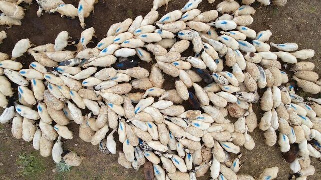 Flock of sheep lies motionless on dry ground. Their wool appears dusty and uneven. Blue markings on some sheep suggest identification or shearing. The scene conveys stillness