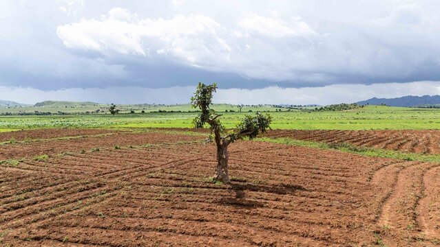 Aerial view of a solitary tree standing amidst the tilled earth, with the undulating green hills fading into the horizon under a cloudy sky, Riyom, Plateau, Nigeria.