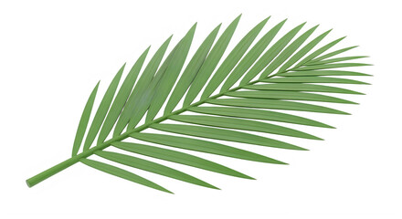 Fototapeta premium Green palm leaf isolated on transparent background for decoration and design transparent background