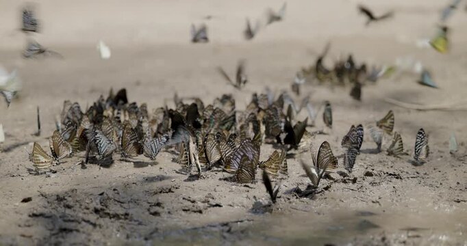 Group Of Striped Insects Gathering On A Damp Mud Bank In A Natural Habitat