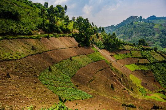 Terraced farmland on green hillsides