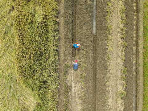 Aerial view of farmers tending to the rice fields, the golden crops contrast with the dark soil, creating a vibrant tapestry of rural life, Kendal, Central Java, Indonesia.
