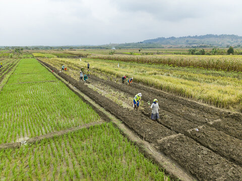 Aerial view of farmers hoeing the dark, fertile soil, contrasting with lush green rice fields under soft, diffused light, Kendal, Central Java, Indonesia.