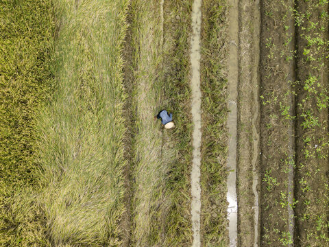 Aerial view of a solitary figure toiling amidst the golden rice paddies, creating a textured tapestry of agriculture, Kendal, Central Java, Indonesia.