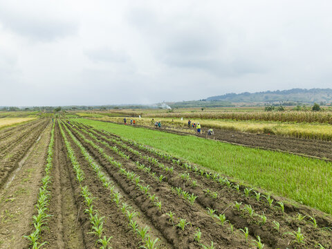 Aerial view of agricultural fields with workers tending to the crops under a cloudy sky, Kendal, Central Java, Indonesia.