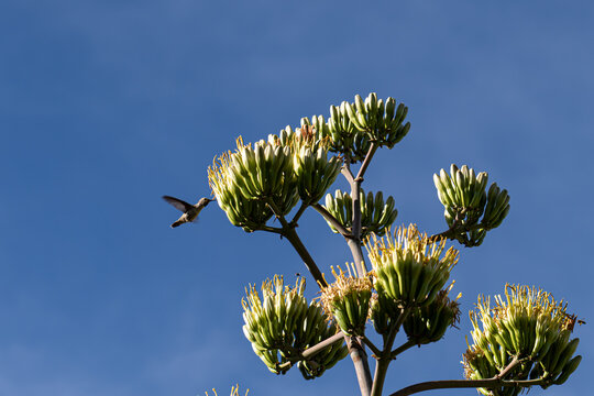 A hummingbird drinking nectar from Agave flowers in the desert of Arizona, USA