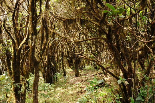 Moss-covered trees in the mountain forest of Kirigalpoththa, the second-tallest mountain in Sri Lanka at 2,388 m