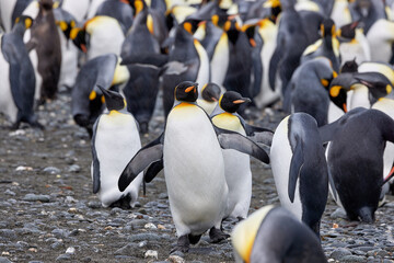 Fototapeta premium Antarktis, Tiere, Königspinguine