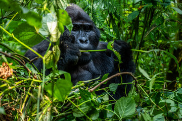 Mountain gorilla feeding in dense forest near Bwindi Impenetrable National Park © Emad Aljumah