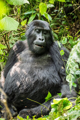 Naklejka premium Mountain gorilla resting among dense rainforest vegetation in Volcanoes National Park