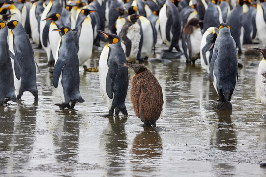 Antarktis, Tiere, K&ouml;nigspinguin, Mauser