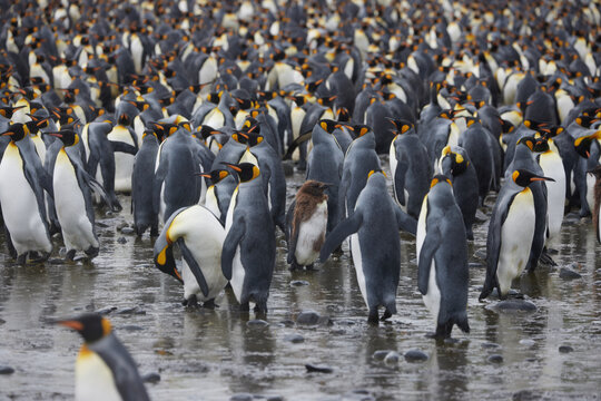 Antarktis, Tiere, K&ouml;nigspinguine, Pinguine