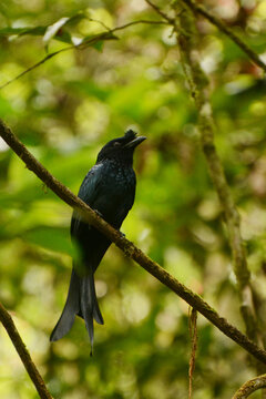 Sri Lanka drongo (Dicrurus lophorinus) perched on a liana at Sinharaja Rainforest, Sri Lanka
