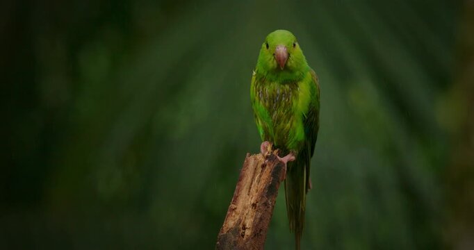 Plain Parakeet (Brotogeris tirica) Opening Beak in Rain on Branch in Tropical Forest