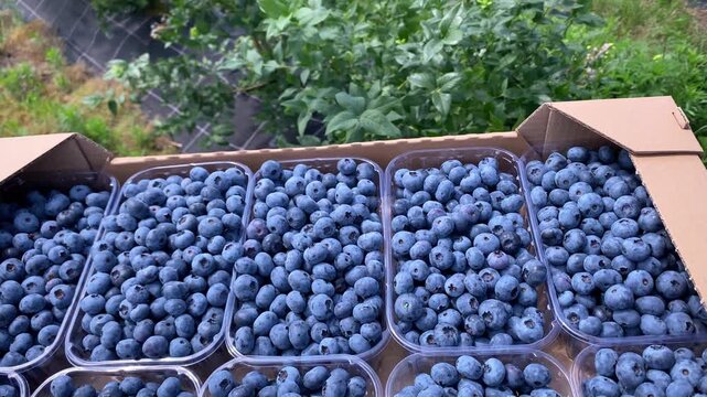 Plastic trays filled with freshly harvested blueberries placed in cardboard box ready for sale. Process of berry packaging and delivery from local growers