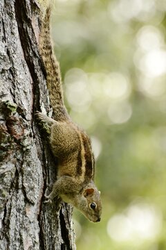 A Brodie's palm squirrel (Funambulus palmarum brodiei), a subspecies of the Indian palm squirrel endemic to Sri Lanka, climbing upside-down on the bark of a tree in the hills of the Knuckles Range