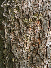 Fototapeta premium Bark texture and background of a old fir tree trunk. Detailed bark texture. Natural background