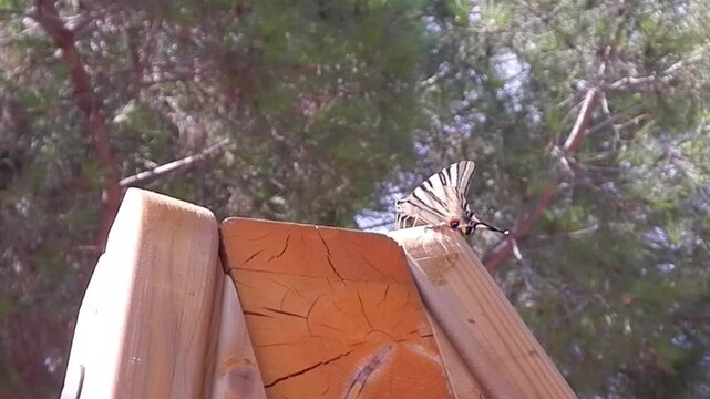 Butterfly Scarce swallowtail, Iphiclides podalirius on top of wooden structure and flies away on sunny summer day - slow motion. Topics: beauty of nature, fauna, animal, insect, natural environment