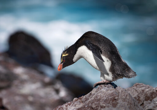 ping&uuml;ino de penacho amarillo parado en la punta de una roca.