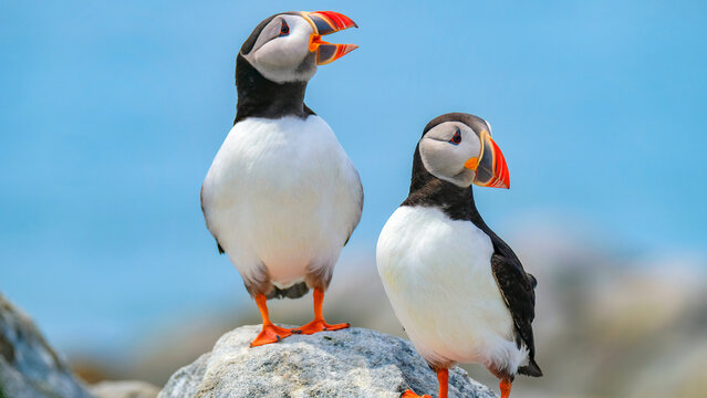atlantic puffin in iceland