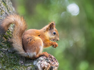 Fototapeta premium The squirrel with nut sits on a branches in the spring or summer.