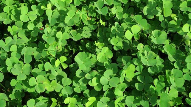 Marsilea crenata panning