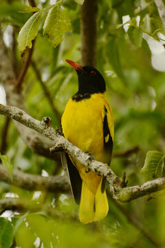 Sri Lankan Black-hooded oriole (Oriolus xanthornus ceylonensis) perched on a twig at Dehiwala, Sri Lanka