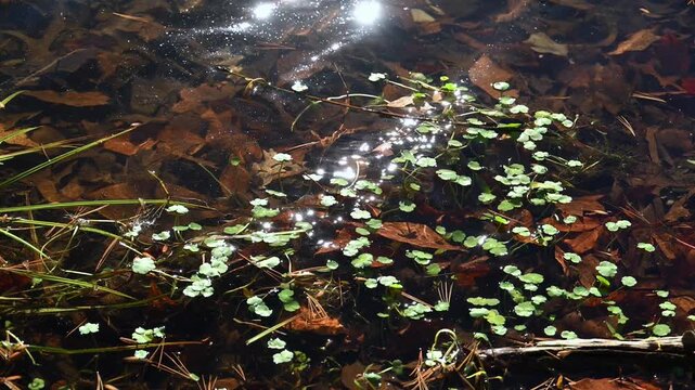 Water clover, likely Marsilea mutica, with floating green leaves on the water surface in a river at Cumberland Mountain State Park, Crossville