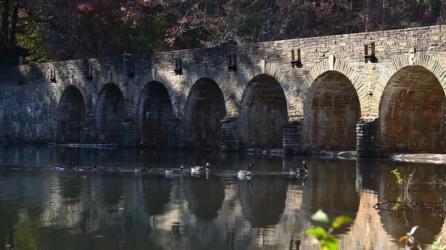 Canadian geese (Branta canadensis) swim in autumn near the shore of the reservoir close to the historic Byrd Creek Dam