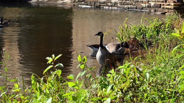 Canadian geese (Branta canadensis) feeding near the shore of a reservoir by the historic Byrd Creek Dam