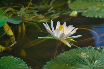 Seerose © Hans Steen-Kiel
