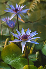 Ägyptische Lotosblume © Hans Steen-Kiel