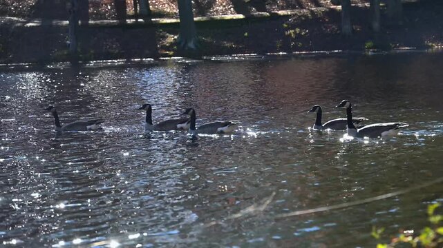 Canadian geese (Branta canadensis) swim in autumn near the shore of the reservoir close to the historic Byrd Creek Dam