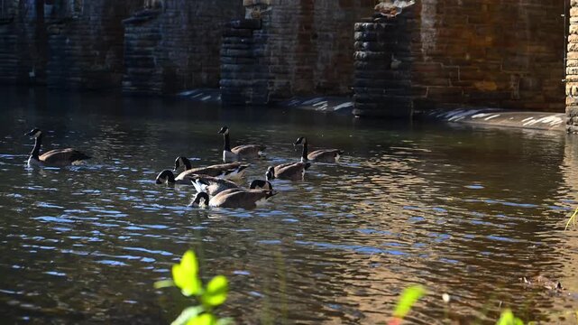 Canadian geese (Branta canadensis) feeding near the shore of a reservoir by the historic Byrd Creek Dam