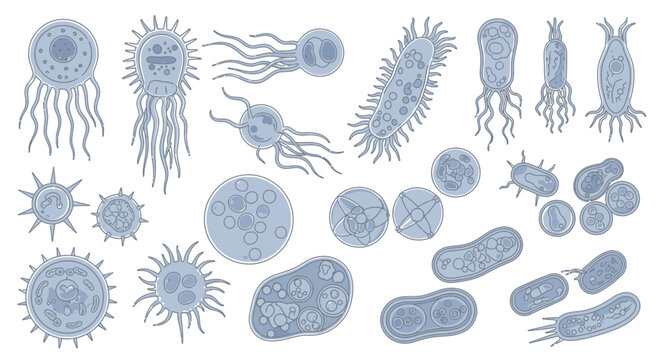 Collection of Diverse Microscopic Organisms and Bacteria Illustrations.