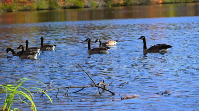 Canadian geese (Branta canadensis) swim in autumn near the shore of the reservoir close to the historic Byrd Creek Dam