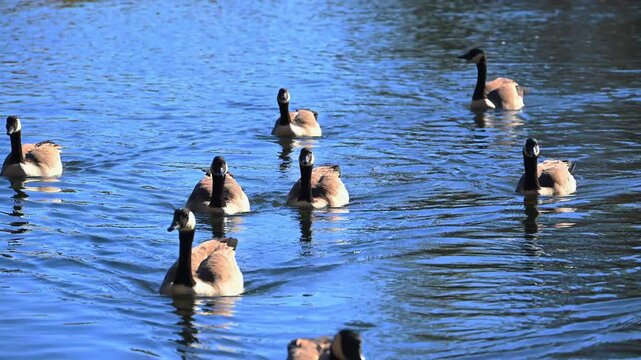 Canadian geese (Branta canadensis) feeding near the shore of a reservoir by the historic Byrd Creek Dam