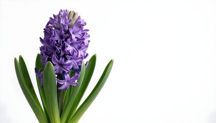 Obraz premium Vibrant purple hyacinth flower with lush green leaves against a clean white background