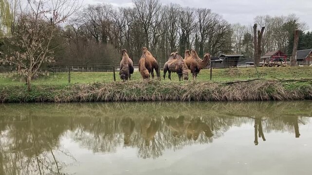 A group of Camels near a water with reflections