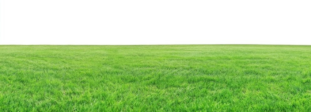 A wide expanse of lush green grass stretches horizontally against a plain white background.