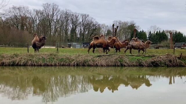 A herd of Camels on a farm near a river with reflections