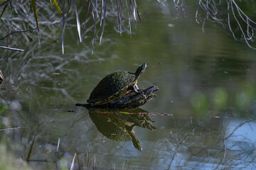 Fototapeta premium Turtle on Log