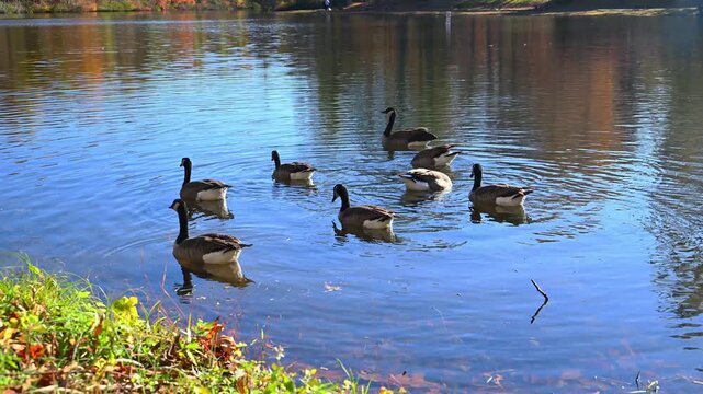 Canadian geese (Branta canadensis) swim in autumn near the shore of the reservoir close to the historic Byrd Creek Dam
