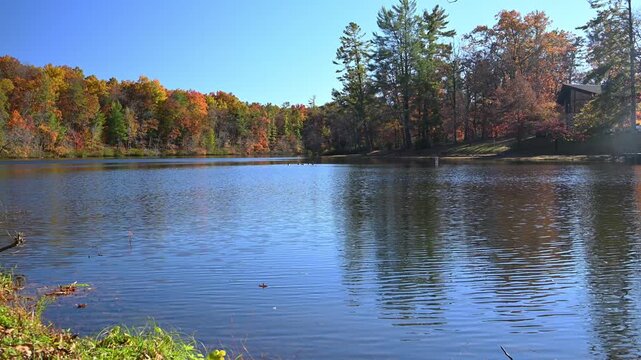 Canadian geese (Branta canadensis) swim in autumn near the shore of the reservoir close to the historic Byrd Creek Dam