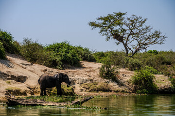 Fototapeta premium African elephant standing at a riverbank in Queen Elizabeth National Park