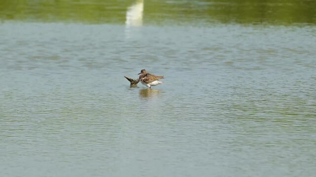 The common redshank or simply redshank  Standing In Calm Water