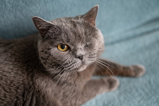 One eyed gray British cat sitting on sofa looking at camera pet care adoption concept
